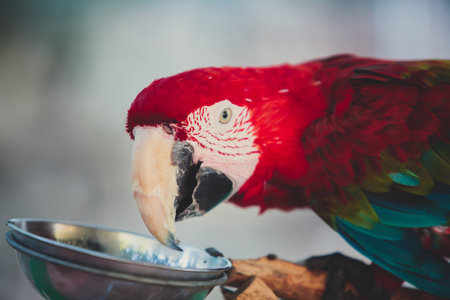 Red parrot bird, close up portrait