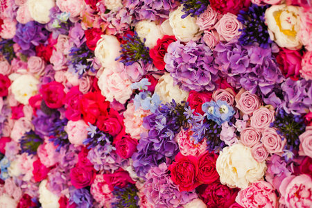 Beautiful wall made of red violet purple flowers, roses, tulips, press-wall, backgroundの写真素材