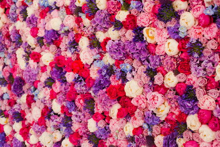 Beautiful wall made of red violet purple flowers, roses, tulips, press-wall, backgroundの写真素材