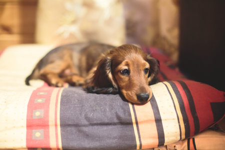 A cute small red long-haired dachshund puppyの写真素材