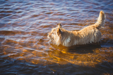 Close-up portrait view of young happy Norwich terrier puppy dog playing on the beachの写真素材
