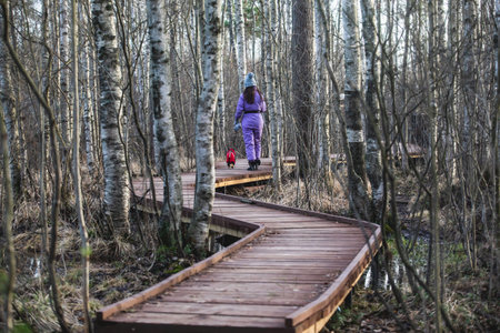 Aerial view of wooden walkway on the territory of Sestroretsk swamp, ecological trail path - route walkways laid in the swamp, reserve "Sestroretsk swamp", Kurortny District, Saint-Petersburg, Russiaの写真素材