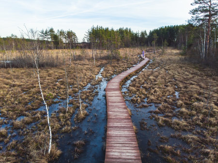 Aerial view of wooden walkway on the territory of Sestroretsk swamp, ecological trail path - route walkways laid in the swamp, reserve "Sestroretsk swamp", Kurortny District, Saint-Petersburg, Russiaの写真素材