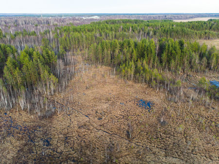 Aerial view of wooden walkway on the territory of Sestroretsk swamp, ecological trail path - route walkways laid in the swamp, reserve "Sestroretsk swamp", Kurortny District, Saint-Petersburg, Russiaの写真素材