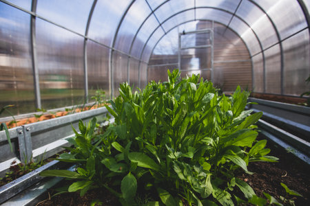 Process of working and gardening in greenhouse hothouse, farmer watering the plants, vegetables and seedlingsの写真素材