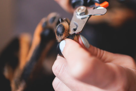 Veterinarian specialist holding small dog, process of cutting dog claw nails of a small breed dog with nail clipper tool, close up view of dog's paw, trimming pet dog nails manicure at homeの写真素材