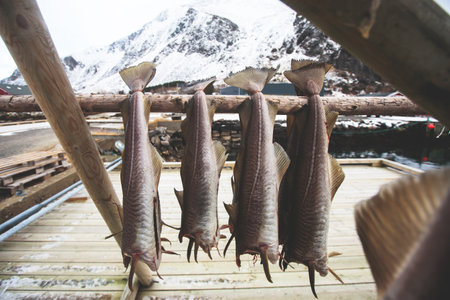 Stockfish (cod), process of stockfish cod drying during winter time on Lofoten Islands, Norway,...