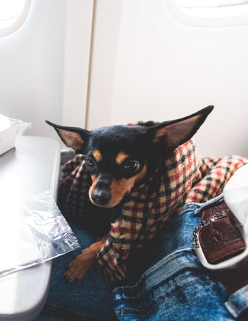 Dog in the aircraft cabin near the window during the flight, traveling and moving with pets and animals, small black dog sitting in the pet carrier bag, travel or relocation with a dog by airplaneの写真素材