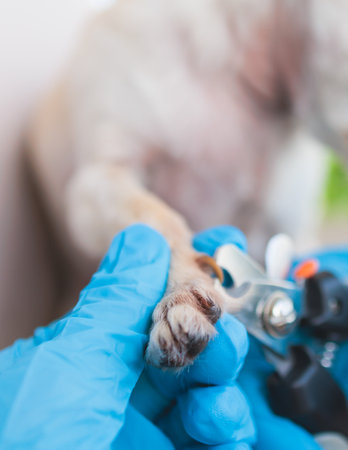 Veterinarian specialist holding tiny white dog, process of cutting dog claw nails of a small breed dog with a nail clipper tool, close up view of dog's paw, trimming pet dog nails manicure at homeの写真素材