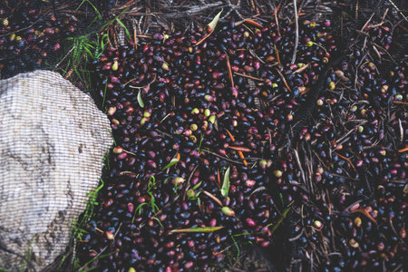 Process of harvesting collecting olives, pile bunch of fresh harvested olives collected on net, close up macro view, dark and green kalamata olive fruits in a sunny day, Ionian sea islands, Greeceの写真素材