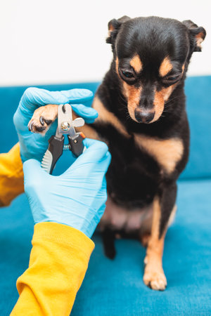 Process of cutting dog claw nails of a small breed dog with a nail clipper tool, veterinarian specialist holding small black dog, close up view of dog's paw, trimming pet dog nails manicure at homeの写真素材