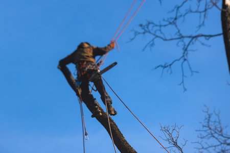 Arborist tree surgeon cutting and trimming tree branches with chainsaw, lumberjack woodcutter in uniform climbing and working on heights, process of tree trunk pruning and sawing on a top in sunny dayの写真素材