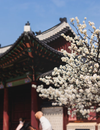 Cherry blossom in South Korea, blooming sakura cherry trees in the streets of Seoul, spring sunny day, Republic of Korea, pink Cherry blossoms, azalea and magnolia flowers, spring blossom seasonの写真素材