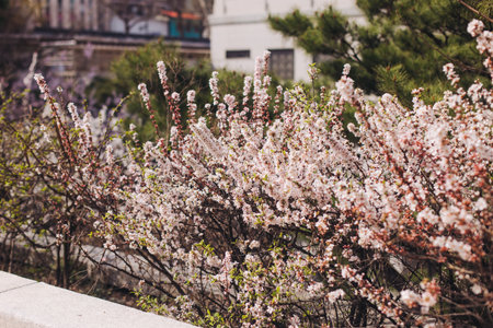 Cherry blossom in South Korea, blooming sakura cherry trees in the streets of Seoul, spring sunny...