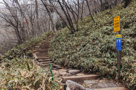 Hallasan National Park, Jeju island, South Korea, spring view of Yeongsil trail with a wooden ladder path stairs, trekking and climbing, stairway to Halla mountain, hiking in Korea, Jeju-do, sunny dayの写真素材