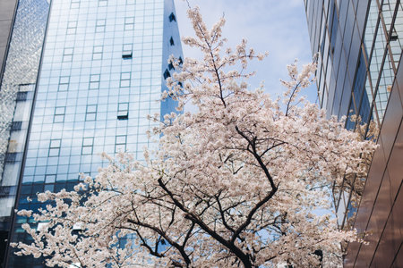 Cherry blossom in South Korea, blooming sakura cherry trees in the streets of Seoul, spring sunny day, Republic of Korea, pink Cherry blossoms, azalea and magnolia flowers, spring blossom seasonの写真素材