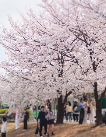 Cherry blossom in South Korea, blooming sakura cherry trees in the streets of Seoul, spring sunny...