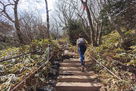 Hallasan National Park, Jeju island, South Korea, spring view of Yeongsil trail with a wooden ladder path stairs, trekking and climbing, stairway to Halla mountain, hiking in Korea, Jeju-do, sunny dayの写真素材