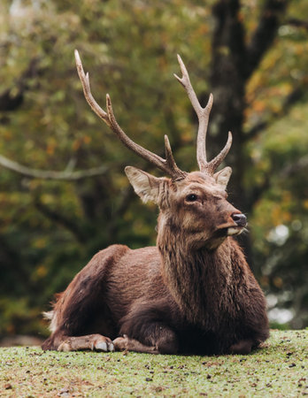 Nara Park landscape, Wild Japanese deer, Northern spotted deers walking in Nara, playful and friendly cute sika deers, Nara prefecture, Kansai, Japan, travel to Japanの写真素材