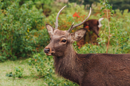 Nara Park landscape, Wild Japanese deer, Northern spotted deers walking in Nara, playful and...
