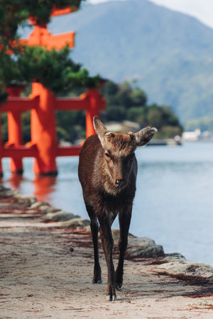 Itsukushima Shrine landscape view, Grand Torii floating gate, Japan, Hiroshima prefecture, Miyajima island panorama, Japan in a summer sunny day (Text on the gate - Itsukushima Shrine), Shinto shrineの写真素材