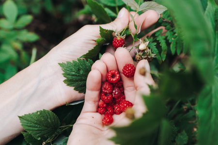 Harvested red berries, basket of raspberry and strawberry, process of collecting, harvesting and picking ripe berries in the forest, close up view of hands with bilberry and blueberry, berry farmの写真素材