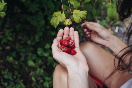 Harvested red berries, basket of raspberry and strawberry, process of collecting, harvesting and...