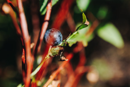 Harvested berries, process of collecting, harvesting and picking ripe berries in the forest, close up view of hands with bilberry, blueberry, blackberry, strawberry and raspberry growing, berry farmの写真素材