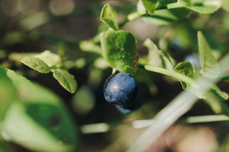 Harvested berries, process of collecting, harvesting and picking ripe berries in the forest, close up view of hands with bilberry, blueberry, strawberry and raspberry growing, berry farmの写真素材