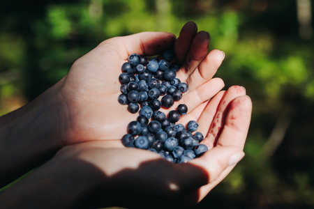 Harvested berries, process of collecting, harvesting and picking ripe berries in the forest, close up view of hands with bilberry, blueberry, strawberry and raspberry growingの写真素材