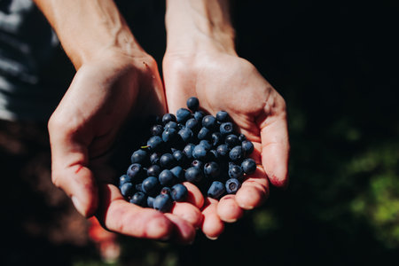 Harvested berries, process of collecting, harvesting and picking ripe berries in the forest, close up view of hands with bilberry, blueberry, strawberry and raspberry growing, berry farmの写真素材
