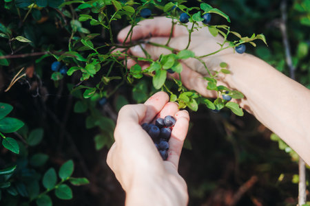 Harvested berries, process of collecting, harvesting and picking ripe berries in the forest, close up view of hands with bilberry, blueberry, strawberry and raspberry growingの写真素材
