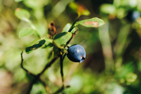 Harvested berries, process of collecting, harvesting and picking ripe berries in the forest, close up view of hands with bilberry, blueberry, blackberry, strawberry and raspberry growing, berry farmの写真素材