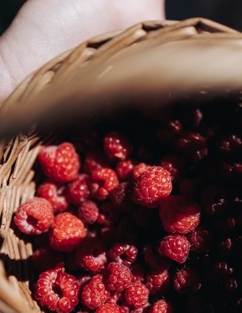 Harvested red berries, basket of raspberry and strawberry, process of collecting, harvesting and picking ripe berries in the forest, close up view of hands with bilberry and blueberry, berry farmの写真素材