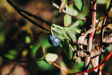 Harvested berries, process of collecting, harvesting and picking ripe berries in the forest, close up view of hands with bilberry, blueberry, strawberry and raspberry growingの写真素材