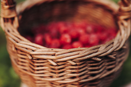 Harvested red berries, basket of raspberry and strawberry, process of collecting, harvesting and picking ripe berries in the forest, close up view of hands with bilberry and blueberry, berry farmの写真素材