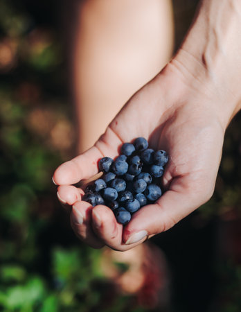 Harvested berries, process of collecting, harvesting and picking ripe berries in the forest, close up view of hands with bilberry, blueberry, blackberry, strawberry and raspberry growing, berry farmの写真素材