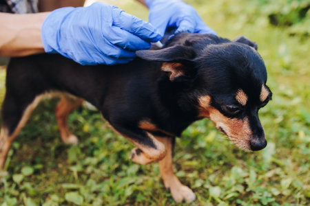 Veterinarian specialist holding small black dog and applying drops at withers, medicine from parasites, ticks, worms and fleas, young dog vet treatment, dog treated with parasite remedy protectionの写真素材