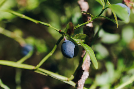 Harvested berries, process of collecting, harvesting and picking ripe berries in the forest, close...