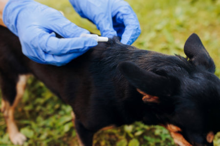 Veterinarian specialist holding small black dog and applying drops at withers, medicine from parasites, ticks, worms and fleas, young dog vet treatment, dog treated with parasite remedy protectionの写真素材