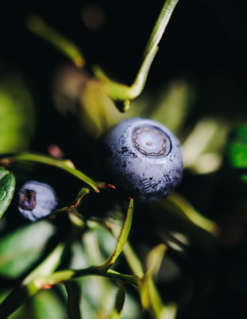 Harvested berries, process of collecting, harvesting and picking ripe berries in the forest, close up view of hands with bilberry, blueberry, blackberry, strawberry and raspberry growing, berry farmの写真素材