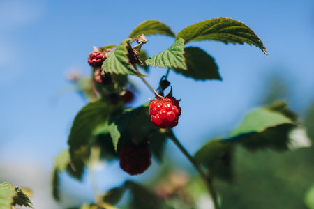 Harvested red berries, basket of raspberry and strawberry, process of collecting, harvesting and picking ripe berries in the forest, close up view of hands with bilberry and blueberry, berry farmの写真素材