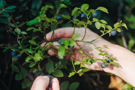Harvested berries, process of collecting, harvesting and picking ripe berries in the forest, close up view of hands with bilberry, blueberry, strawberry and raspberry growing, berry farmの写真素材