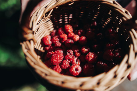 Harvested red berries, basket of raspberry and strawberry, process of collecting, harvesting and picking ripe berries in the forest, close up view of hands with bilberry and blueberry, berry farmの写真素材