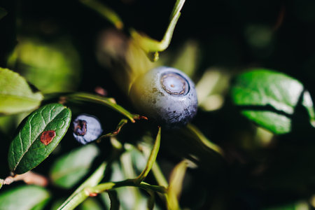 Harvested berries, process of collecting, harvesting and picking ripe berries in the forest, close up view of hands with bilberry, blueberry, strawberry and raspberry growingの写真素材