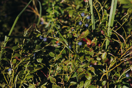 Harvested berries, process of collecting, harvesting and picking ripe berries in the forest, close up view of hands with bilberry, blueberry, strawberry and raspberry growing, berry farmの写真素材