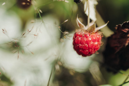 Harvested red berries, basket of raspberry and strawberry, process of collecting, harvesting and picking ripe berries in the forest, close up view of hands with bilberry and blueberry, berry farmの写真素材