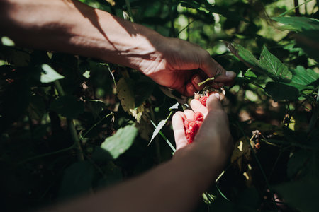 Harvested red berries, basket of raspberry and strawberry, process of collecting, harvesting and picking ripe berries in the forest, close up view of hands with bilberry and blueberry, berry farmの写真素材