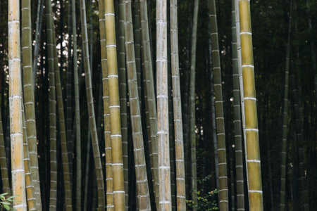 Arashiyama bamboo forest path grove, Sagano Bamboo Forest, Kyoto city, bamboo trees landscape view. Kyoto prefecture, Japanの写真素材