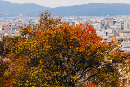 Kyoto panorama, Japan, beautiful super wide aerial view, with city skyline and mountains, seen from the observation deck in autumn fall sunny day with a blue sky, Kyoto prefecture, Kansai regionの写真素材